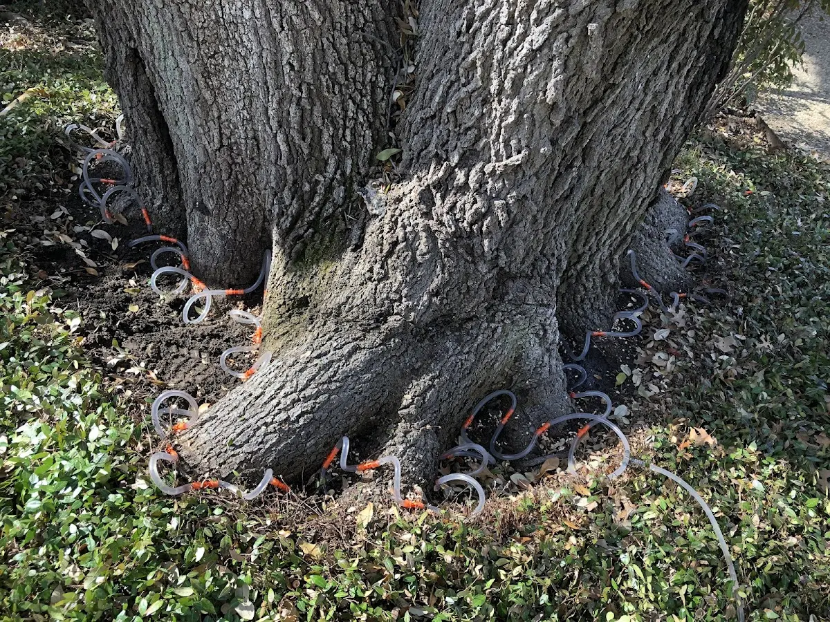 Detailed Tree Cabling and Bracing job site in Mc Cracken