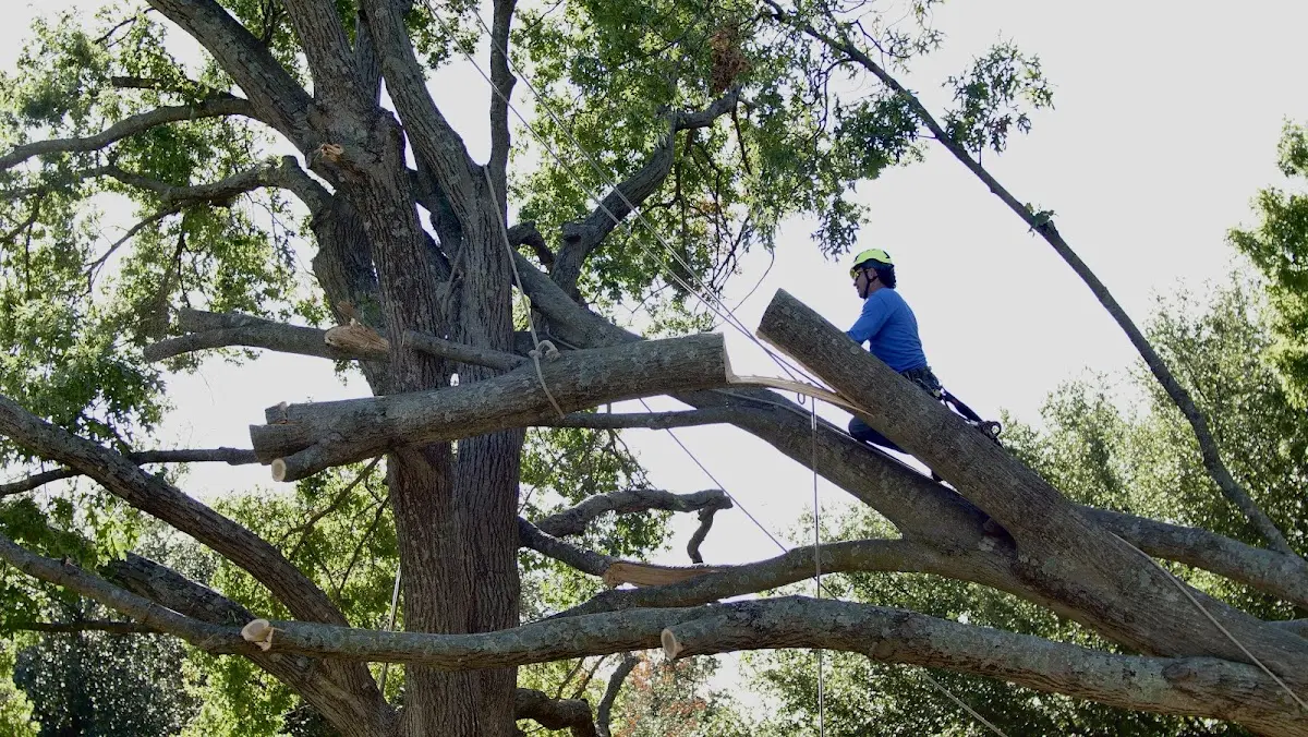 Professional Crown Thinning performed by certified arborists in Mc Cracken